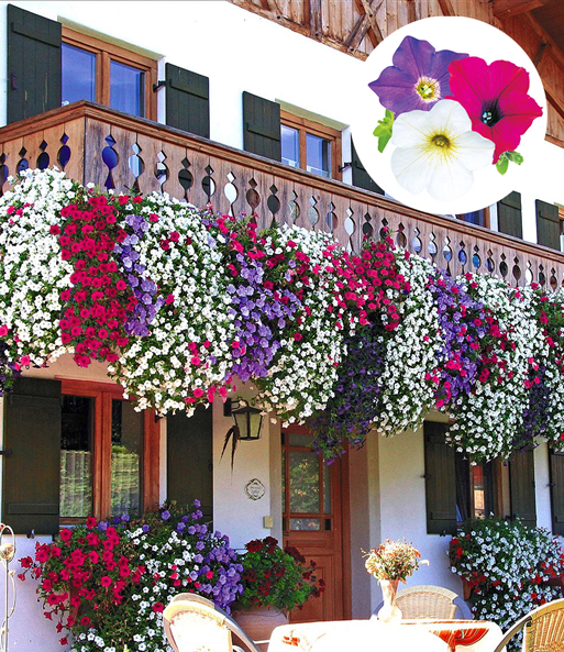 Der Hänge-Petunien 'AlpeTunia' Mix erblüht in lila, rot und weiß während er von einem Balkon über eine Terrasse hängt.