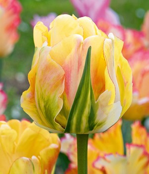 Tulpe 'Akebono'