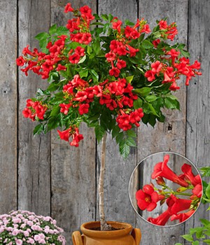 Campsis-Stämmchen 'Fire Trumpet Vine®'