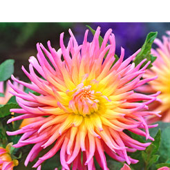 Neue Blumenzwiebeln