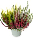 Calluna Knospenheide 'Colour Twister®', 15 cm-Topf