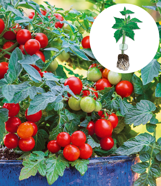Veredelte Balkon-Tomate 'Veranda Red' F1