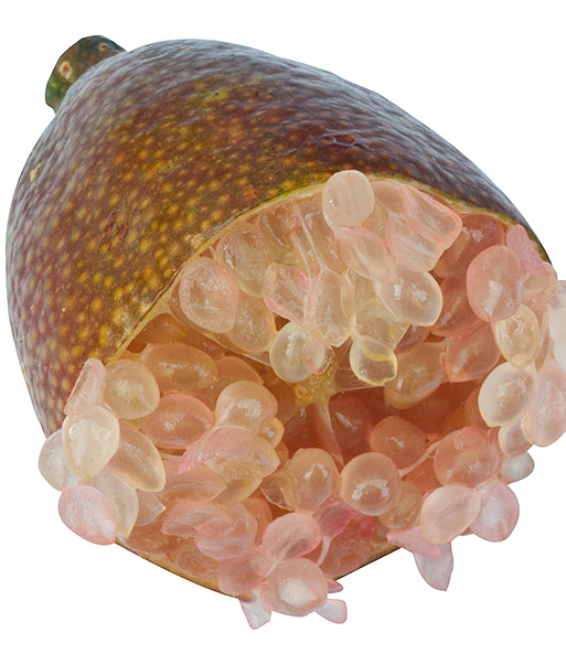 Nahaufnahme einer grade aufgeschnittenen Frucht der Kaviar-Limette mit rötlichem Fruchtfleisch.