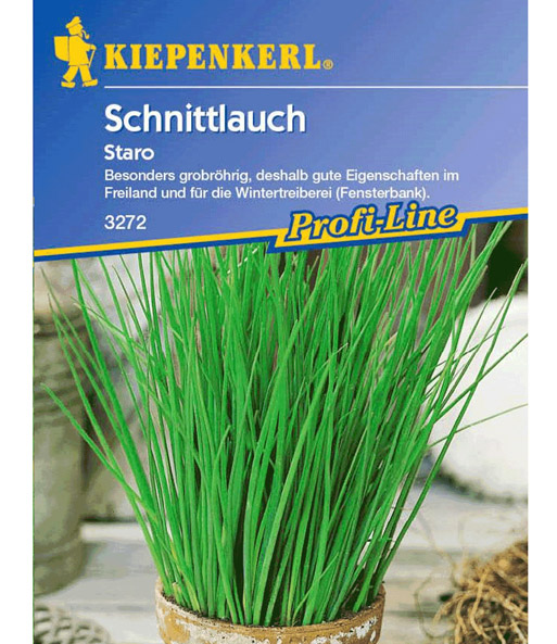 Schnittlauch für Topf 'Staro'