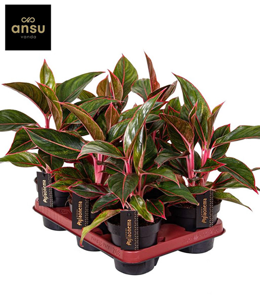 Aglaonema 'Jungle Red®'
