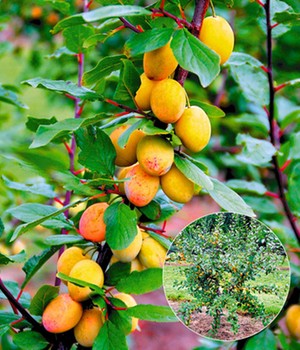 Mirabelle 'Miroma®'