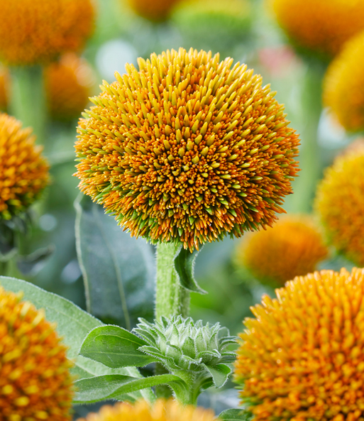 Echinacea 'Drumsticks® Gold'