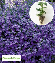 Blaue Lobelie
