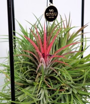 Tillandsia 'Magic Ball'