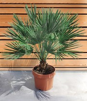 Kübel-Palme Chamaerops 'Vulcano'