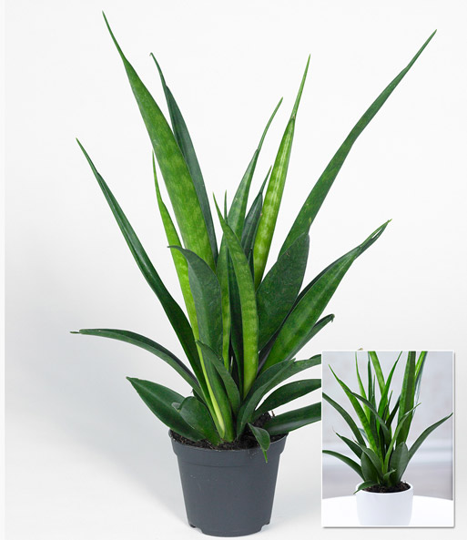 Sansevieria 'Kirkii'