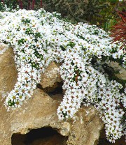 Steinaster 'Snowflurry'