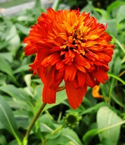 Duft-Echinacea 'Hot Papaya'