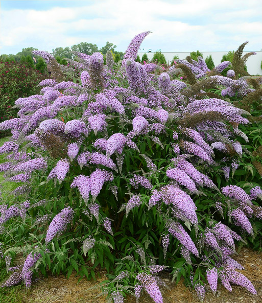 Sommerflieder 'Grand Cascade'