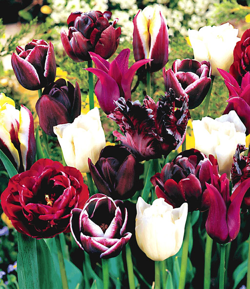 Tulpen-Mix 'Perfect Partners®' 'Black Blend'