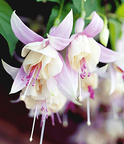 Freiland-Fuchsie 'Annabel'