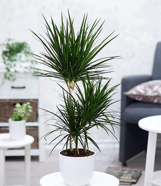 Dracena 'Marginata' ca. 120-130 cm hoch