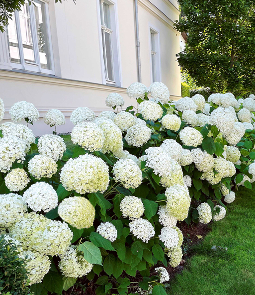 Schneeball-Hortensie 'Annabelle'