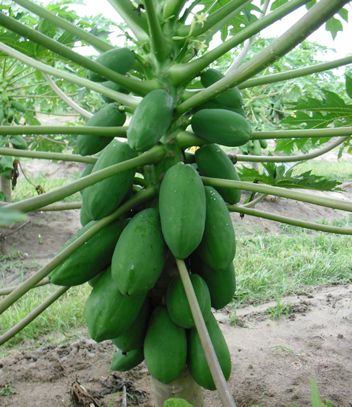 Papaya 'Sunnybees®'