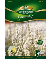 Lavendel Weiß