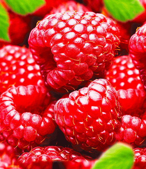 Herbst-Himbeere 'Rubyfall®'