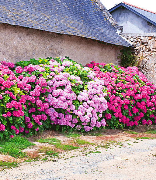 Freiland-Hortensien-Hecke 'Pink-rosé'