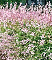 Salix-Hecke 'Hakuro Nishiki'