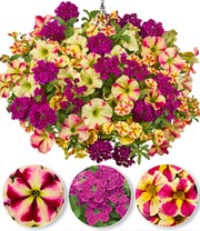 Sommerblumen-Mix 'Raspberry & Lemon'