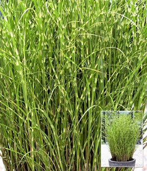 Zebragras Miscanthus Strictus Dwarf im 14 cm XL-Topf