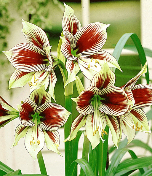 Amaryllis 'Papilio Butterfly'