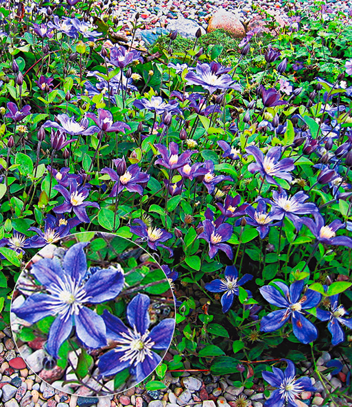 Bodendecker-Clematis 'Arabella'