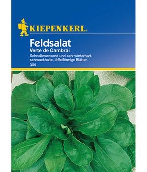 Feldsalat 'Verte de Cambrai'