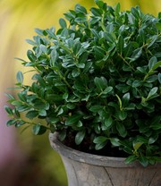 Ilex 'Luxus® Globe' der Buchs-Ersatz