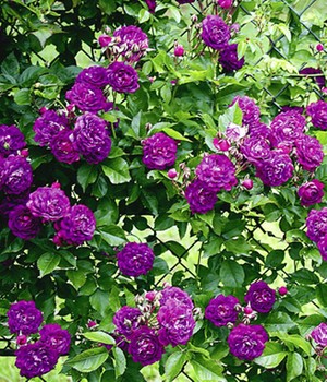 Rambler-Rose 'Bleu Magenta'