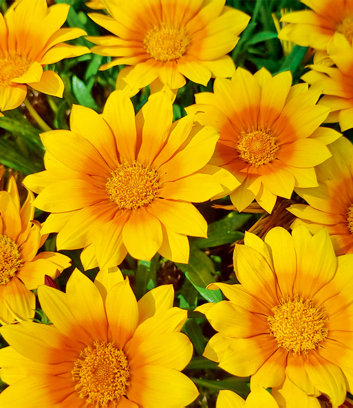 Nahaufnahme Mehrerer gelben Blüten der Gazanie „Suncarpet“. Die Blütenmitte ist eher orange.