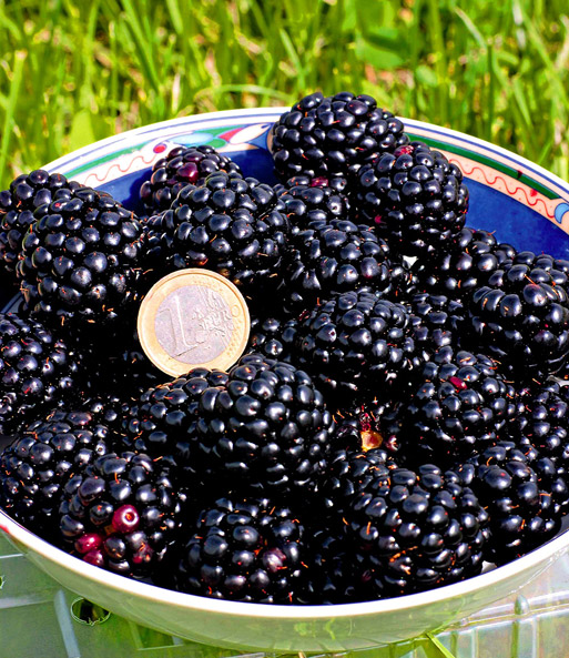 Eine Schaler voller Früchte der Zuckerbrombeere „Asterina“, welche etwa so groß sind wie eine Euro-Münze.