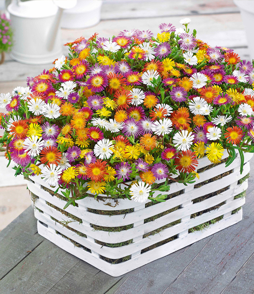 Der winterharte Eisblumen 'Wheels of Wonder' Farbmix Blüht farbenfroh in einen Korb. Eingeblendet werden die 5 verschiedenfarbigen Blüten.