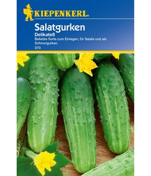 Salatgurke 'Delikateß'