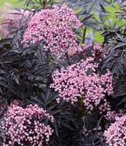 Terrassen-Holunder 'Cherry Lace®'