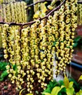 Chinesischer Perlschweif 'Celina'