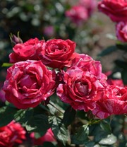 Maler-Rose® 'Henri Matisse®'