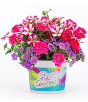 Sommerblumen-Mix 'Passion Combos Unicorn'