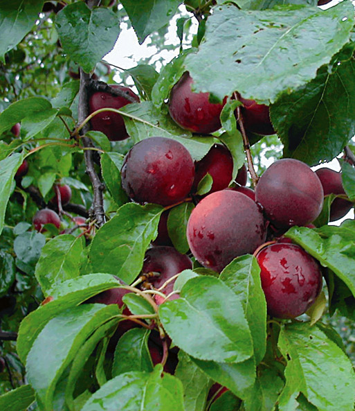 Die „Cherrykose“ steht in einem Garten und trägt einige Früchte.