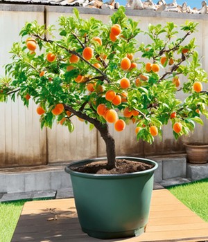 Mini-Aprikosenbaum 'Orange Beauty' im 5-Liter XXL-Topf