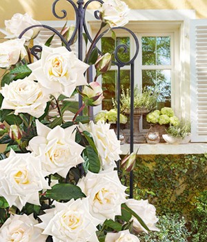 Kletter-Rose 'Blanche Colombe®'