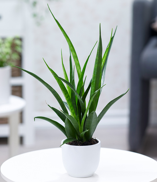 Sansevieria 'Kirkii'