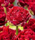 Crispa-Tulpe 'Qatar'