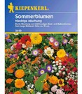 Niedriger Sommerblumen-Mix