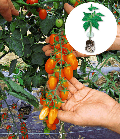 Veredelte Pflaumen-Tomate 'Orange Fizz' F1