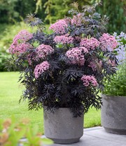 Terrassen-Holunder 'Cherry Lace®'
